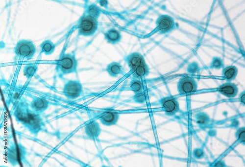 Tapety artystyczne Aspergillus under microscope 