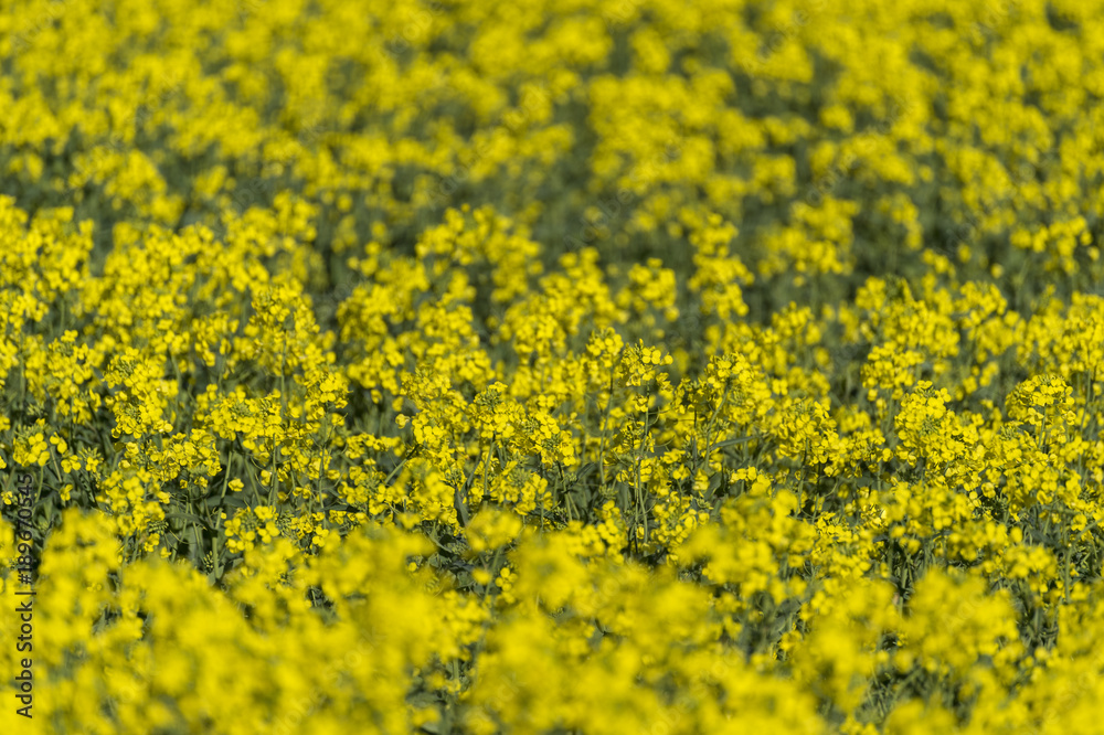 Canola field in Australia Canola field in Australia