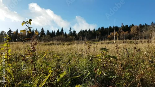 Europe. Poland. The field near the forest in Rymanow Zdroj spa-village. November 2017. photo