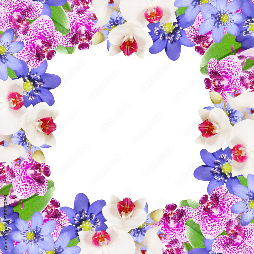Beautiful floral background with orchids and liverwort 