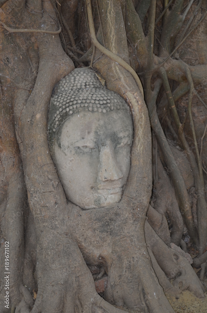 The head of a stone Buddha surrounded by roots of a bodhi tree at Wat Mahathat Ayutthaya a temple in Thailand
