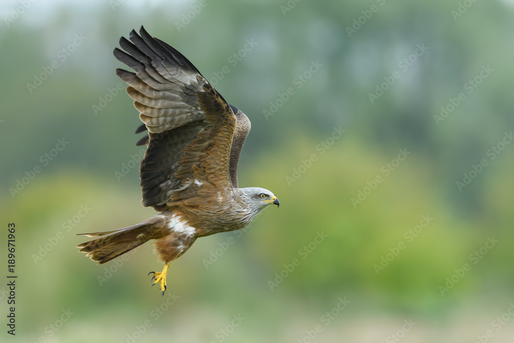 On the fly spring/Black Kite On the fly spring/Black Kite