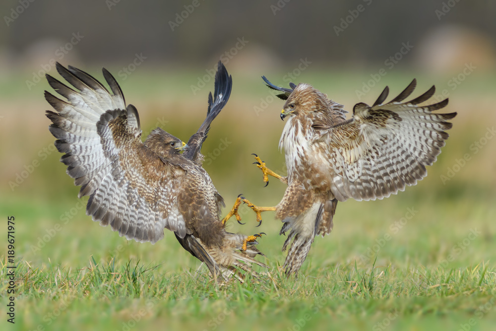 Fototapeta premium Fight in the meadow/Common Buzzard