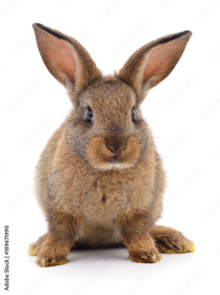 Obraz premium Brown rabbit on white.