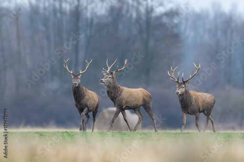 A walk through the field in winter/Red Deer