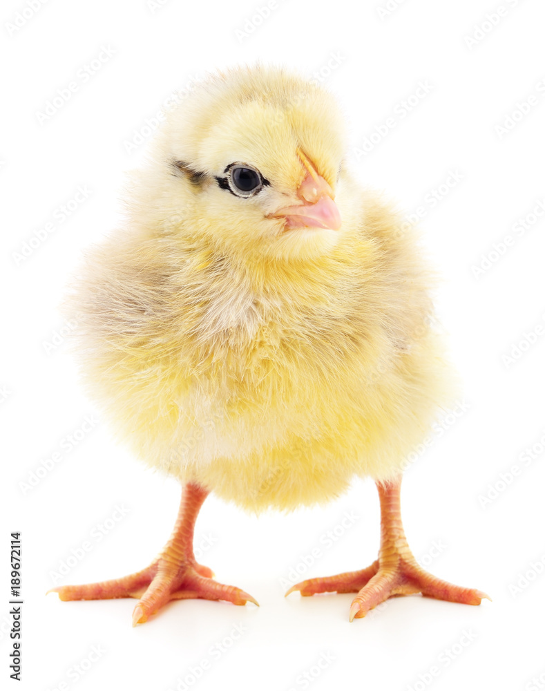 Fototapeta premium Small yellow chicken.