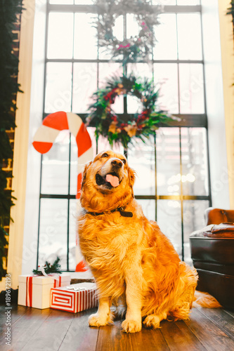A pedigree adult golden retriever,labrador sits in full growth on the background of a window decorated with New Year's and Christmas decor, boxes with gifts and a large striped candy. Christmas theme © Elizaveta