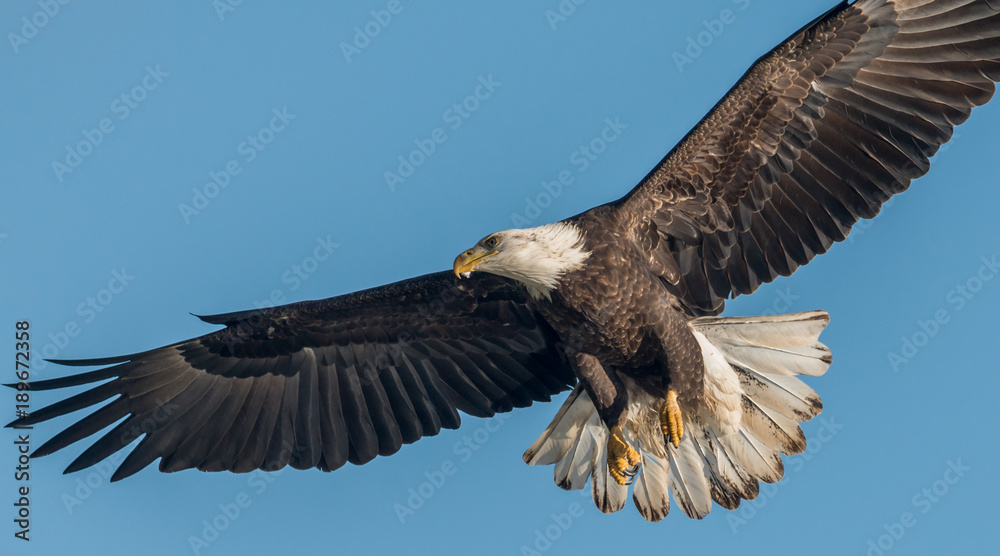 Fototapeta premium Bald Eagle