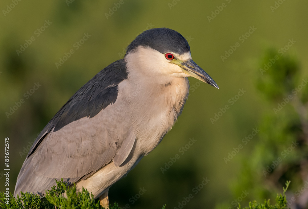 Fototapeta premium Black Crowned Night Heron