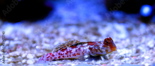 Red Scooter Dragonet (Synchiropus stellatus)