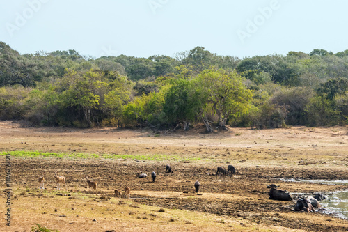 Yala national park landscape with a variety of drinking at waterhole animals and jungle forest on the horizon.