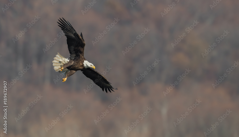 Obraz premium Bald Eagle