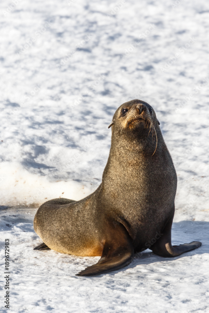Naklejka premium Funny fur seal sitting on the snow beach at Half Moon Island, Antarctic