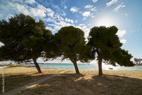 Porto Cesareo, beach with big pines - Italy