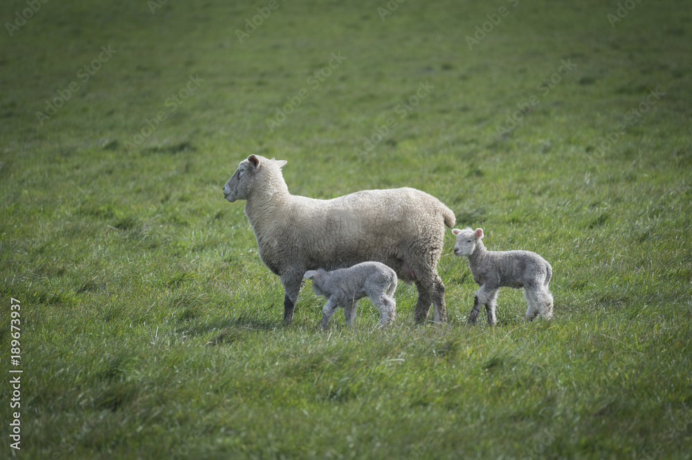 Obraz premium Sheep in farm, Australia