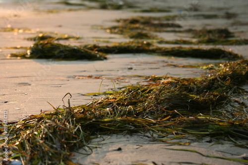 seaweed on the beach