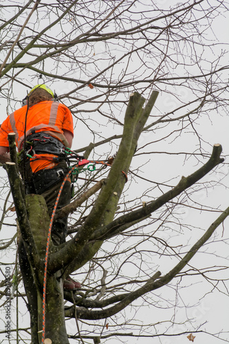 Tree surgeons climbing with ropes and cutting trees