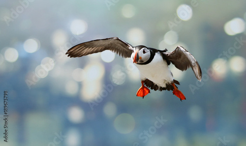 Atlantic Puffin