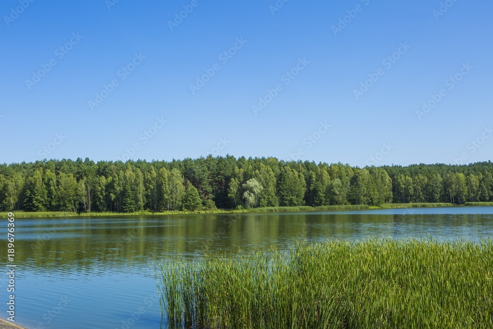 Fototapeta premium Calm landscape with lake and forest