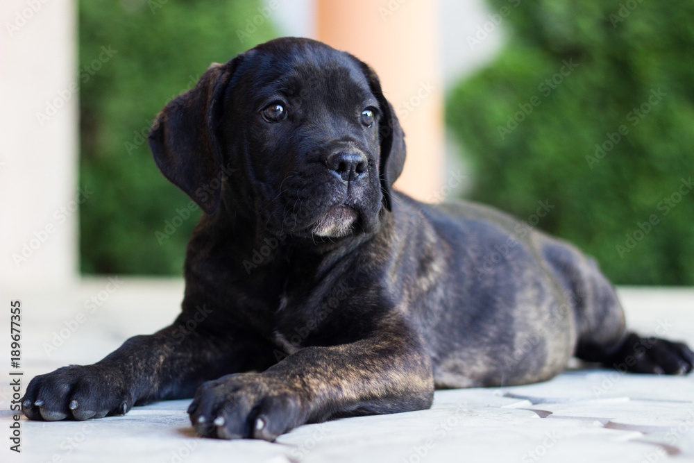 Obraz premium Beloved Puppy