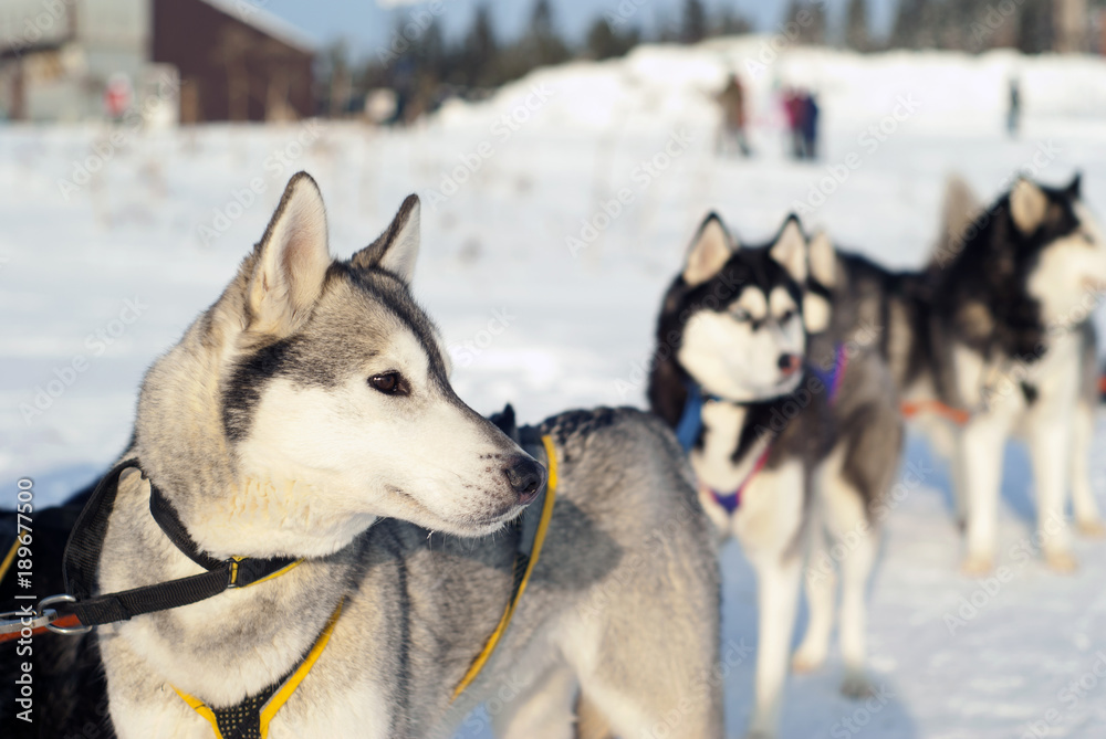 Young Siberian husky in harness before the start of the dog sledding race close-up on a blurred background Young Siberian husky in harness before the start of the dog sledding race close-up on a blurred background