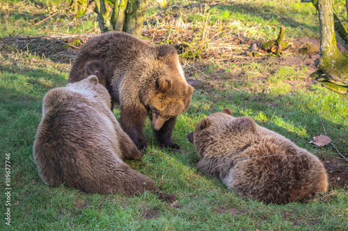 bear family