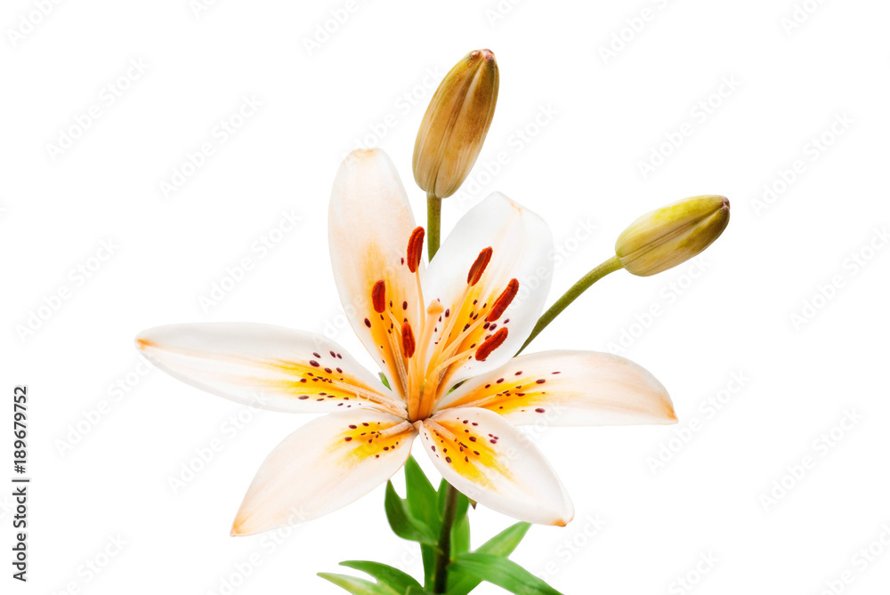 Beautiful yellow lily isolated on white background. Summer. Spring. Flat lay, top view. Love. Valentine's Day. Flower