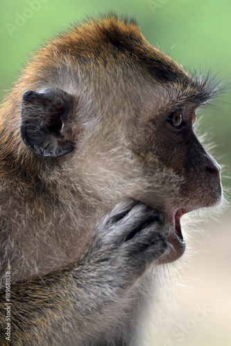 Long-tailed macaque  Langkawi  Malaysia