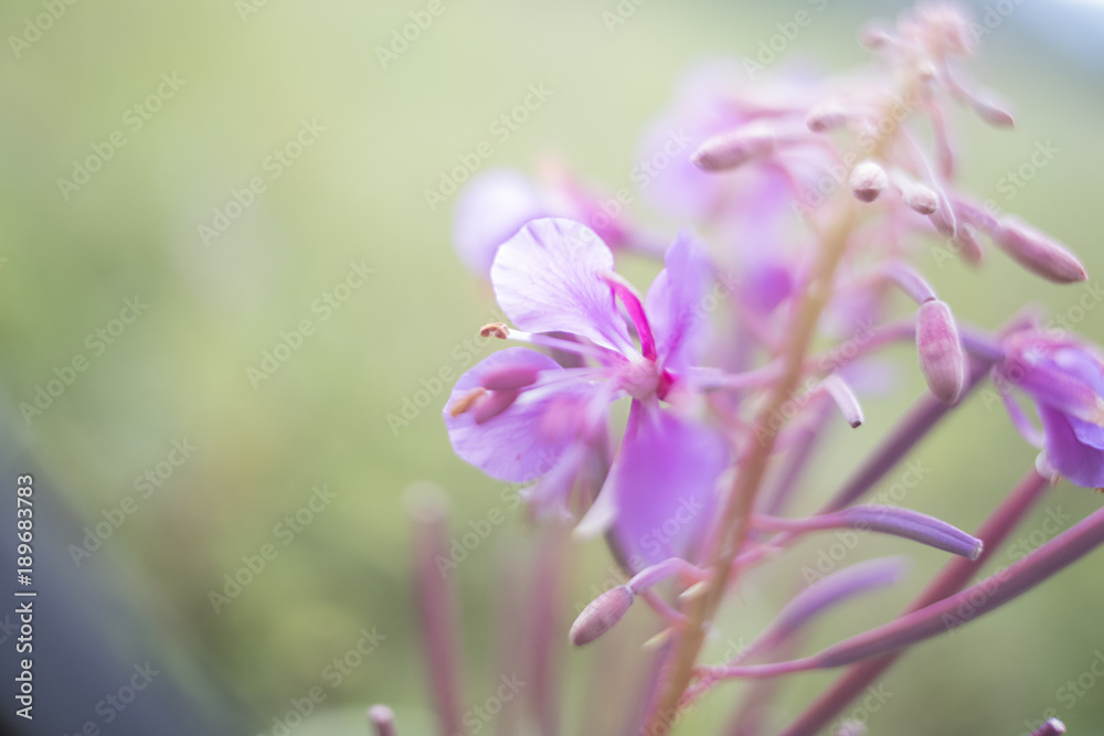 Shallow depth of field fireweed. Shallow depth of field fireweed.