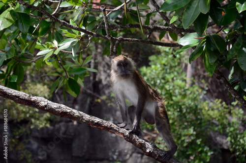 Long-tailed macaque, Langkawi, Malaysia