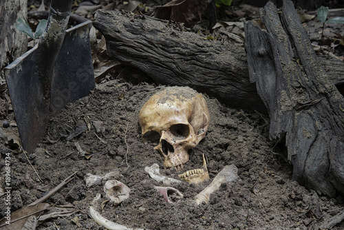 Skulls and skeletons bones were unearthed from the graves by shovels in the horrible cemetery. Still life and art image.