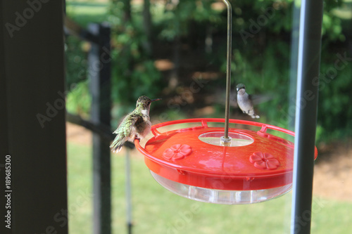 Hummingbirds on feeder