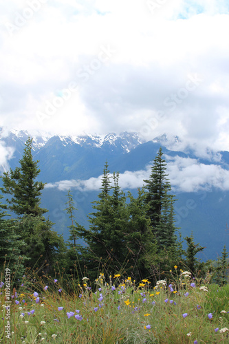 Trees with mountain landscape