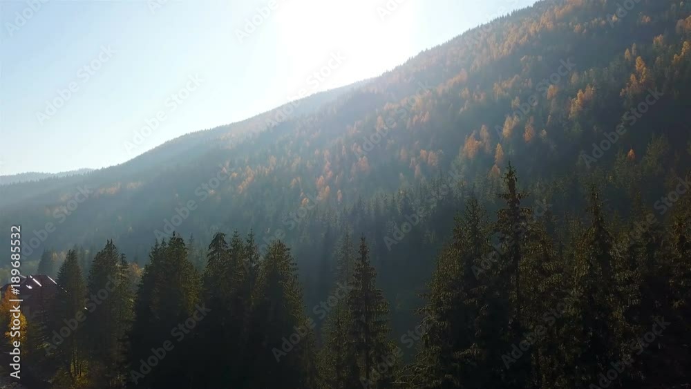 Aerial view of autumn pine forest with yellow and green trees in the mountains Aerial view of autumn pine forest with yellow and green trees in the mountains