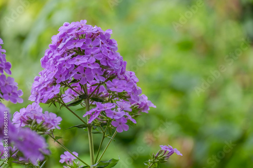 Flammenblume (Phlox) photo