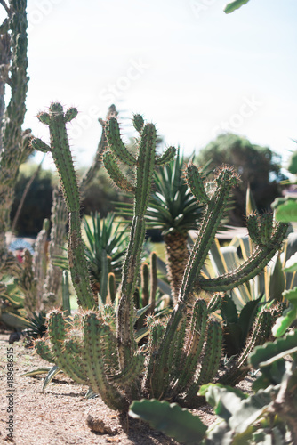 Variety of Cactus Plants in Sun
