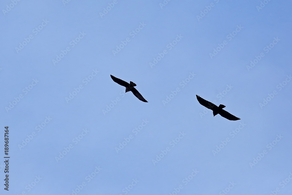 silhouette of two birds in the blue sky.