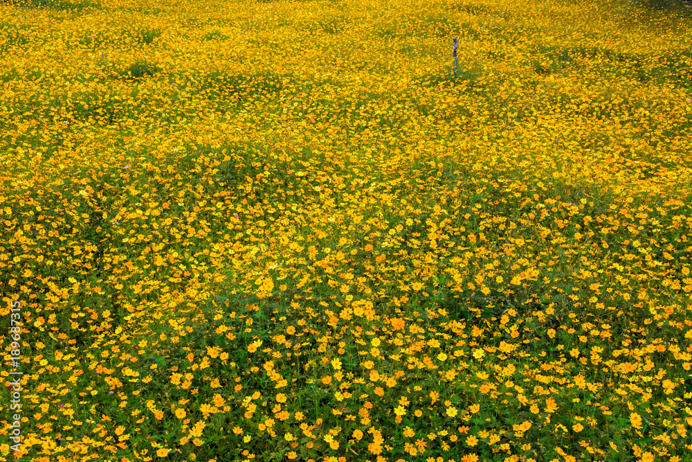 Fototapeta premium close up yellow cosmos flower for background