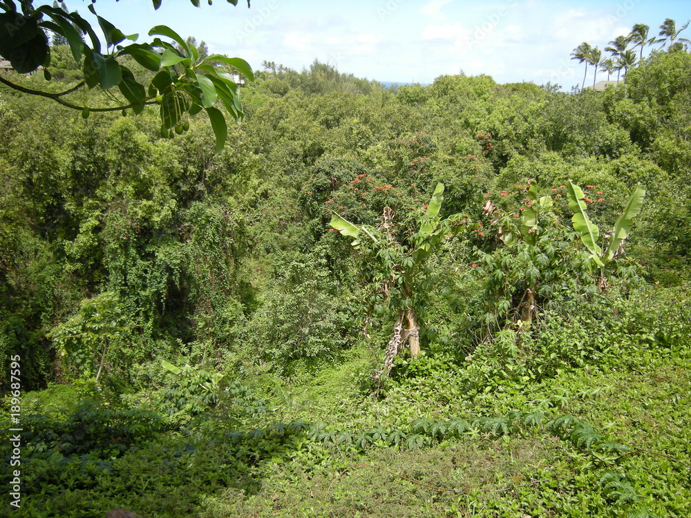 Forest in Kauai Hawaii