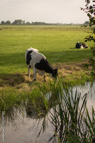 cow in meadow