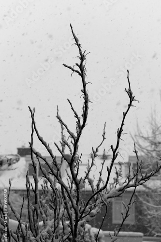 Treebranch in Snow