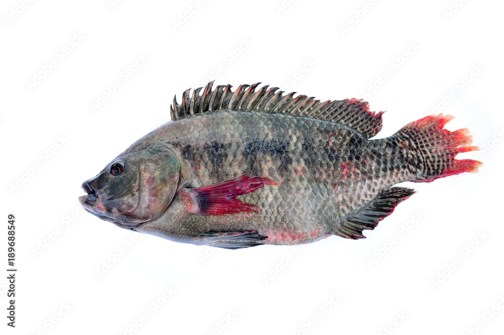 Tilapia on a white background Tilapia on a white background