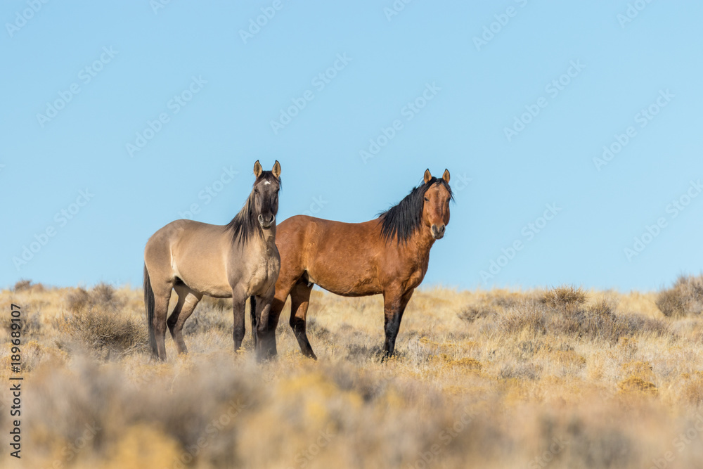 Fototapeta premium Wild Horses in the Utah Desert