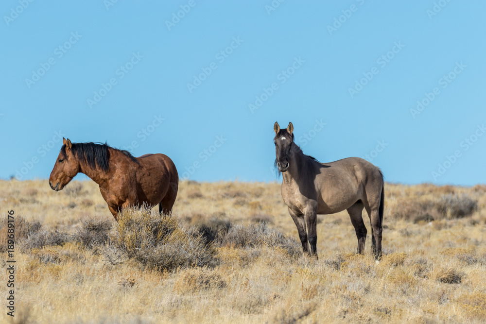 Naklejka premium Wild Horses in the Utah Desert
