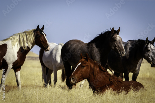 Wild Mustang Herd