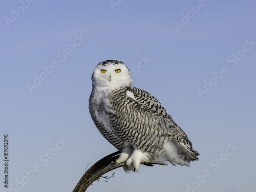  Snowy Owl Portrait on Blue Sky © FotoRequest