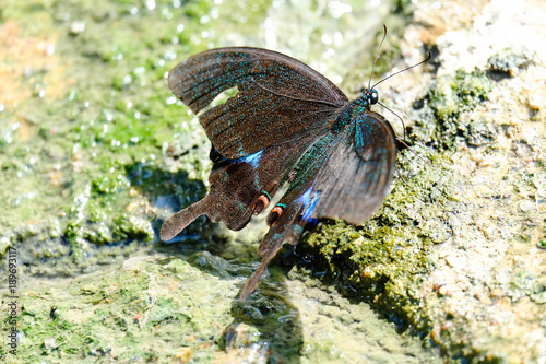 Close up Butterfly are eating on wet ground. photo