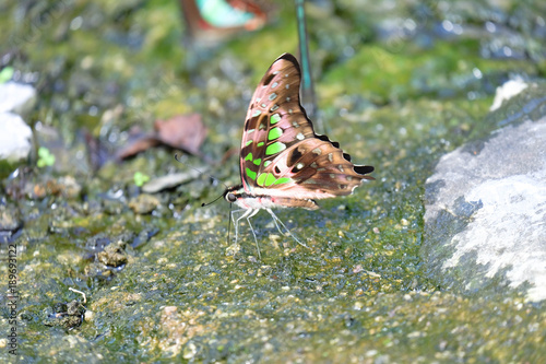 Close up Butterfly are eating on wet ground. photo