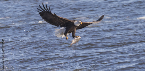 american bald eagle caught big fish