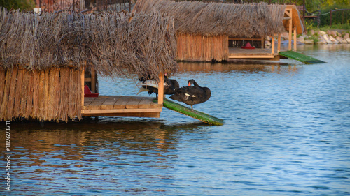 The black swans in the water-house photo